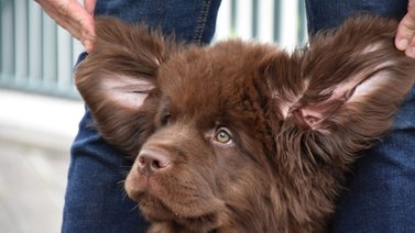 Cinco pasos sencillos para limpiar las orejas de tu perro