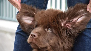 Cinco pasos sencillos para limpiar las orejas de tu perro