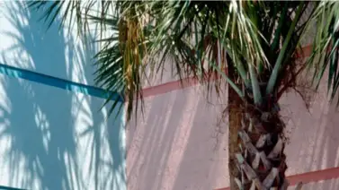 Cebra: El Compañero Ideal para Combatir el Salitre y Conservar tus Espacios Cebra: El Compañero Ideal para Combatir el Salitre y Conservar tus Espacios