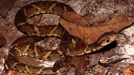 Extraen una serpiente mapanare de unos medidores eléctricos en Naguanagua: Medía más de un metro