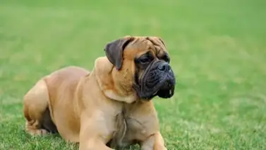 Bebé de 11 meses muere en España: lo mordió el perro de la familia Bebé de 11 meses muere en España: lo mordió el perro de la familia