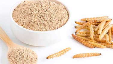 Harina de gusano: ingrediente autorizado a ser usado en los alimentos