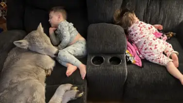 Del frío al sofá: una familia de Kentucky acoge en su casa a una ternera Del frío al sofá: una familia de Kentucky acoge en su casa a una ternera