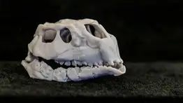 Encuentran fósiles de uno de los dinosaurios más pequeños de la historia: tiene 125 millones de años