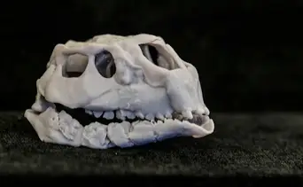 Encuentran fósiles de uno de los dinosaurios más pequeños de la historia: tiene 125 millones de años