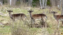 Sacrificarán ciervos para restauración en una isla de Los Ángeles: buscan preservar una especie en peligro de extinción
