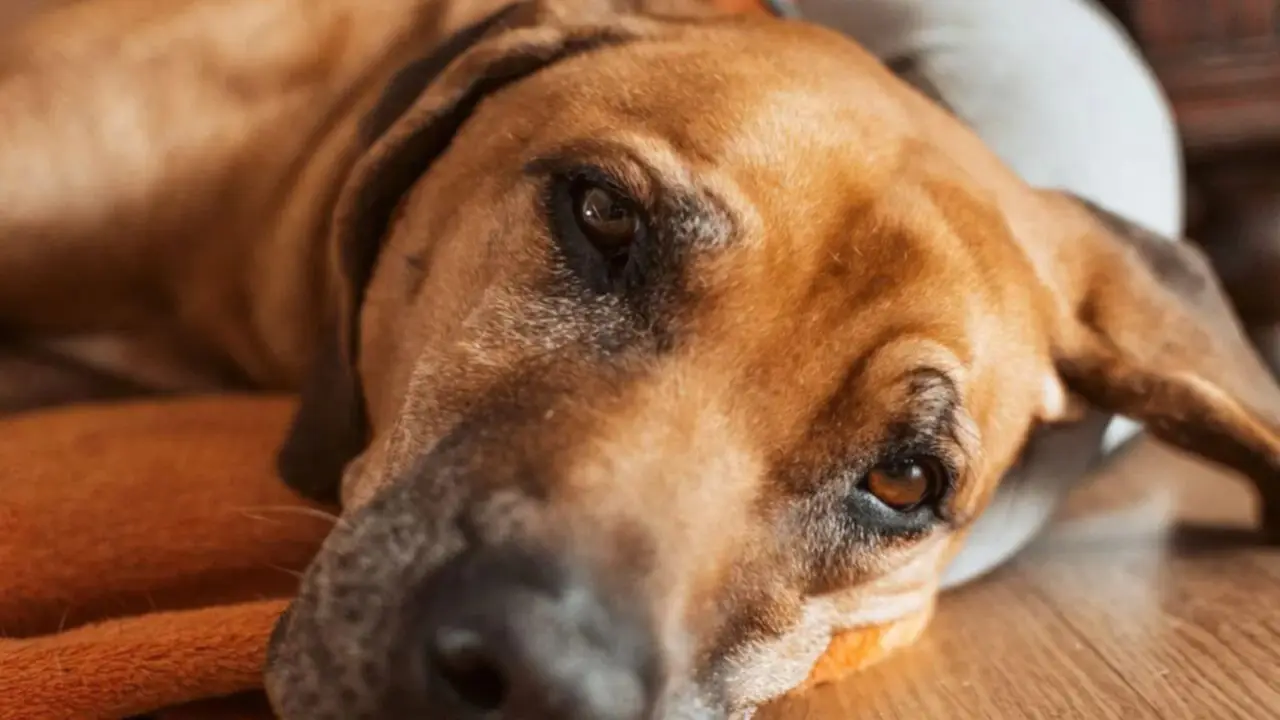 Brote de moquillo en el país