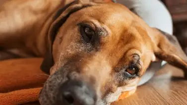 Brote de moquillo en el país Brote de moquillo en el país