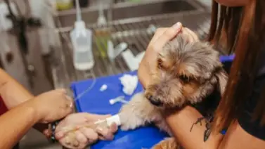 Inicia campaña Nacional de Vacunación séxtuple canina gratuita: evita el letal parvovirus Inicia campaña Nacional de Vacunación séxtuple canina gratuita: evita el letal parvovirus