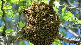 Hombre muere tras ataque de enjambre de abejas en Turumo