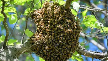 Hombre muere tras ataque de enjambre de abejas en Turumo Hombre muere tras ataque de enjambre de abejas en Turumo