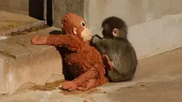 ¡Final feliz para Punch! El tierno monito logra integrarse a la manada: así logró sobrevivir con su peluche