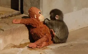 ¡Final feliz para Punch! El tierno monito logra integrarse a la manada: así logró sobrevivir con su peluche