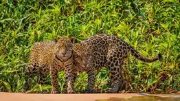 En Venezuela 40 % de la fauna está en peligro de extinción: conozca las especies reproducidas en cautiverio