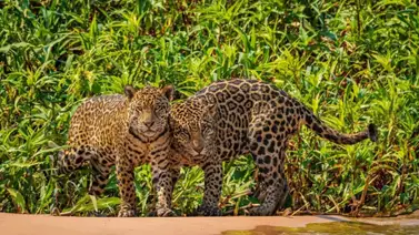 En Venezuela 40 % de la fauna está en peligro de extinción: conozca las especies reproducidas en cautiverio En Venezuela 40 % de la fauna está en peligro de extinción: conozca las especies reproducidas en cautiverio