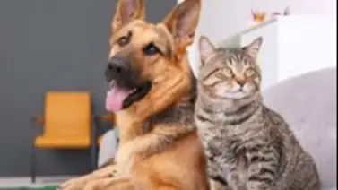 Vacuna sextuple gratuita para caninos en Caracas: sepa dónde y cuándo Vacuna sextuple gratuita para caninos en Caracas: sepa dónde y cuándo