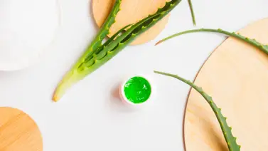 ¿El aloe vera hidrata y elimina las manchas de la piel? Entérate aquí ¿El aloe vera hidrata y elimina las manchas de la piel? Entérate aquí