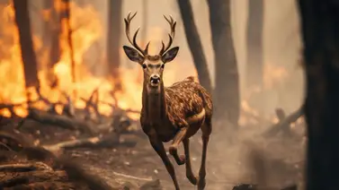 2001online - Caracas- Incendios 2001online - Caracas- Incendios