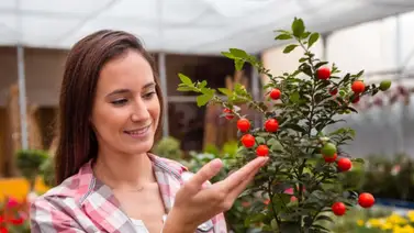 Así podrás germinar, sembrar y cosechar tu propio tomate en un huerto casero Así podrás germinar, sembrar y cosechar tu propio tomate en un huerto casero