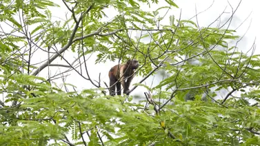 Mono silvestre ataca a vecina de Los Salias: autoridades piden no acercarse ni alimentarlos Mono silvestre ataca a vecina de Los Salias: autoridades piden no acercarse ni alimentarlos
