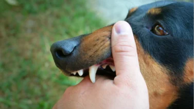 ¿Por qué un perro puede morder a su dueño y cómo solucionarlo?  