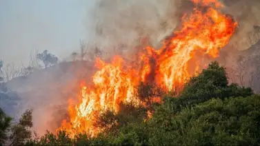 Florida entra en temporada de incendios forestales: conozca las regulaciones  Florida entra en temporada de incendios forestales: conozca las regulaciones