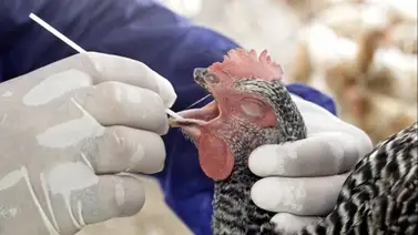 Gripe aviar en USA: conozca los síntomas y cuándo acudir al especialista Gripe aviar en USA: conozca los síntomas y cuándo acudir al especialista