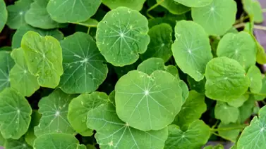 Además de mejorar tu memoria: conoce otros siete beneficios de la centella asiática en tu cuerpo Además de mejorar tu memoria: conoce otros siete beneficios de la centella asiática en tu cuerpo