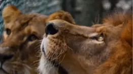 Conoce los nombres de los 10 felinos que se encuentran en los zoológicos de Caracas