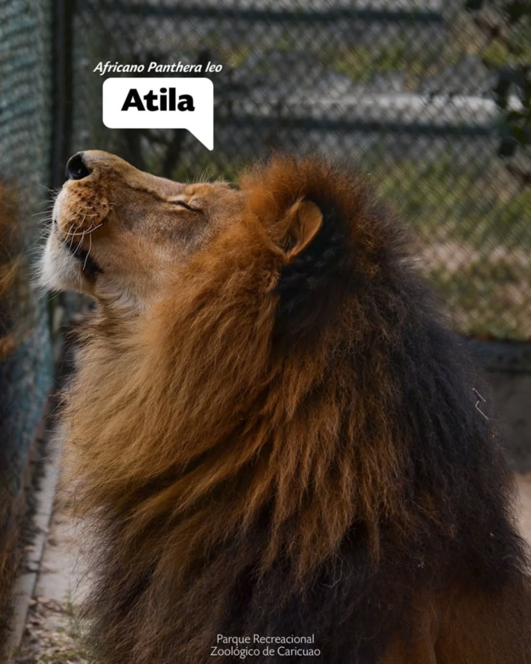 Conoce los nombres de los 10 felinos que se encuentran en los zoológicos de Caracas Conoce los nombres de los 10 felinos que se encuentran en los zoológicos de Caracas
