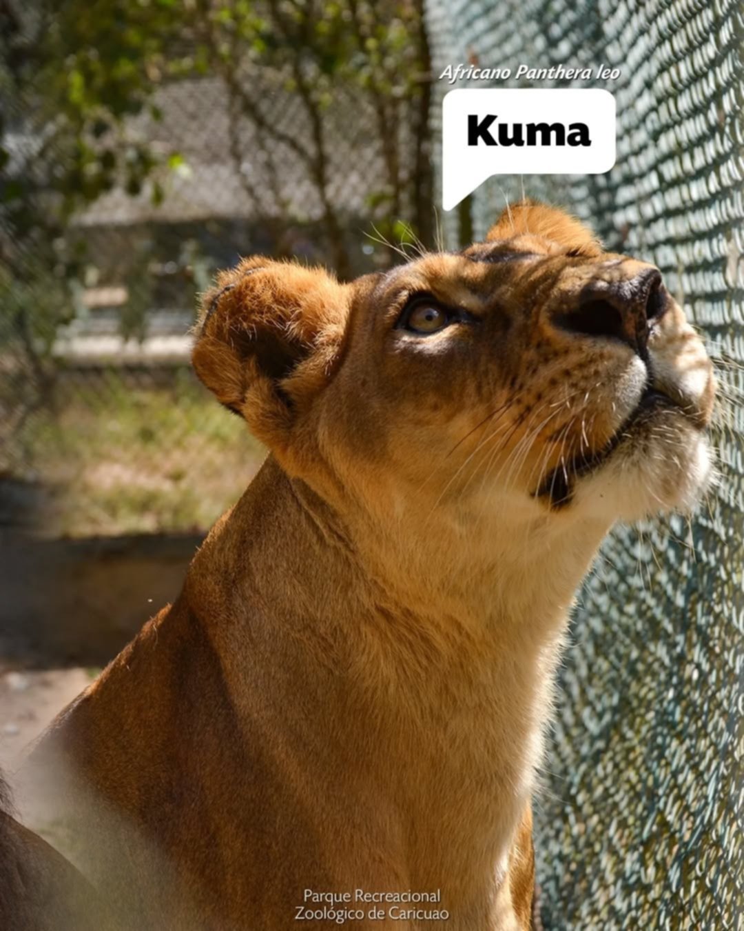 Conoce los nombres de los 10 felinos que se encuentran en los zoológicos de Caracas Conoce los nombres de los 10 felinos que se encuentran en los zoológicos de Caracas