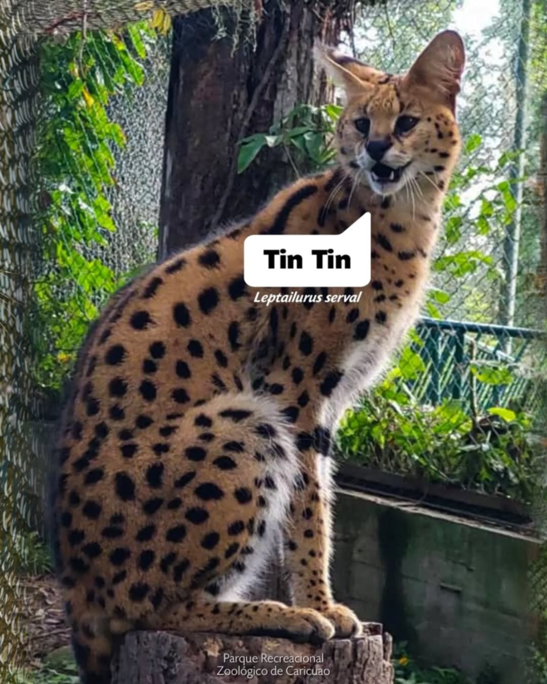 Conoce los nombres de los 10 felinos que se encuentran en los zoológicos de Caracas Conoce los nombres de los 10 felinos que se encuentran en los zoológicos de Caracas