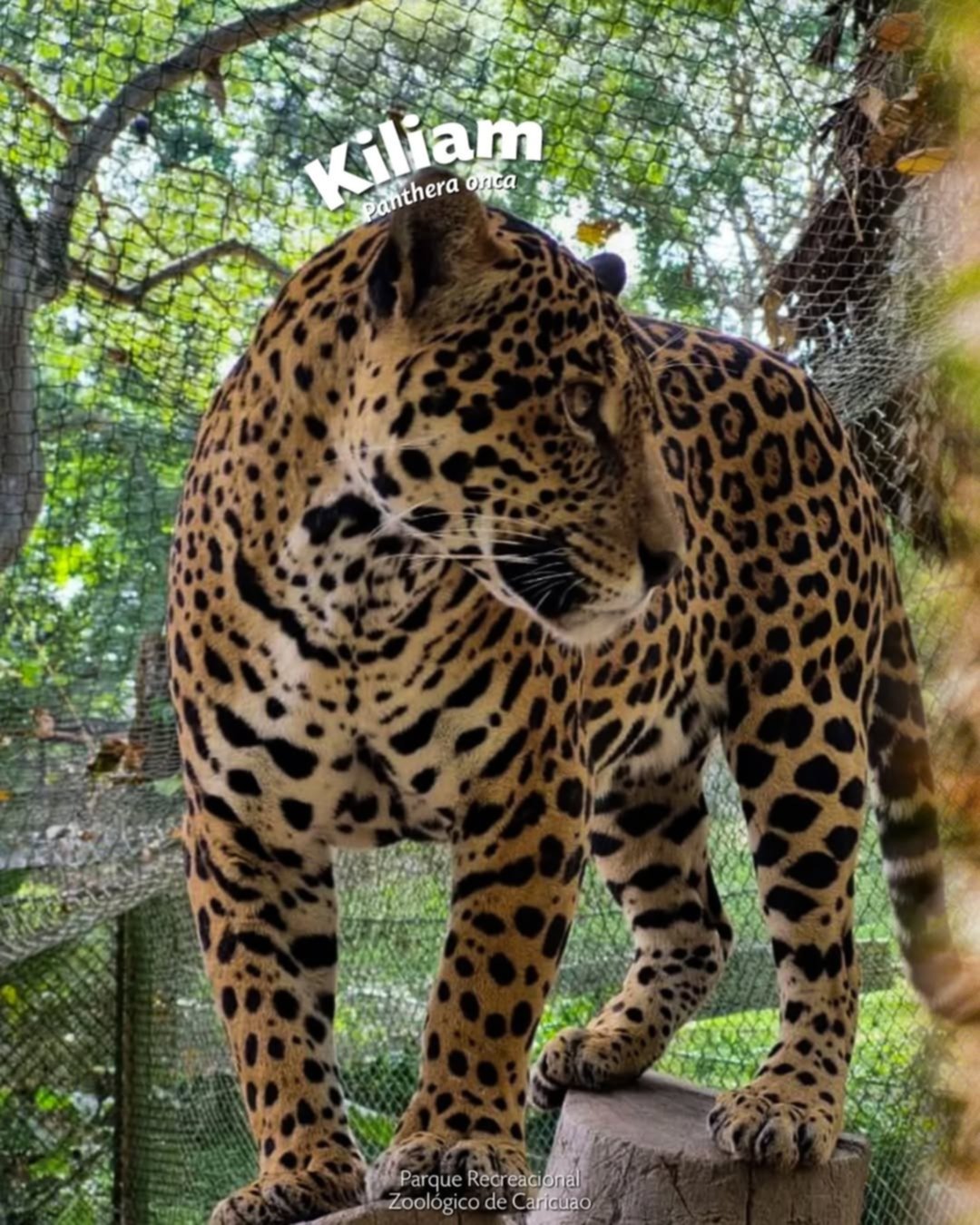 Conoce los nombres de los 10 felinos que se encuentran en los zoológicos de Caracas Conoce los nombres de los 10 felinos que se encuentran en los zoológicos de Caracas