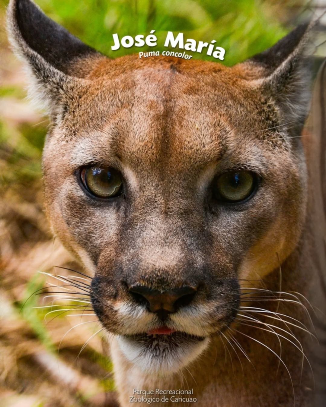 Conoce los nombres de los 10 felinos que se encuentran en los zoológicos de Caracas Conoce los nombres de los 10 felinos que se encuentran en los zoológicos de Caracas