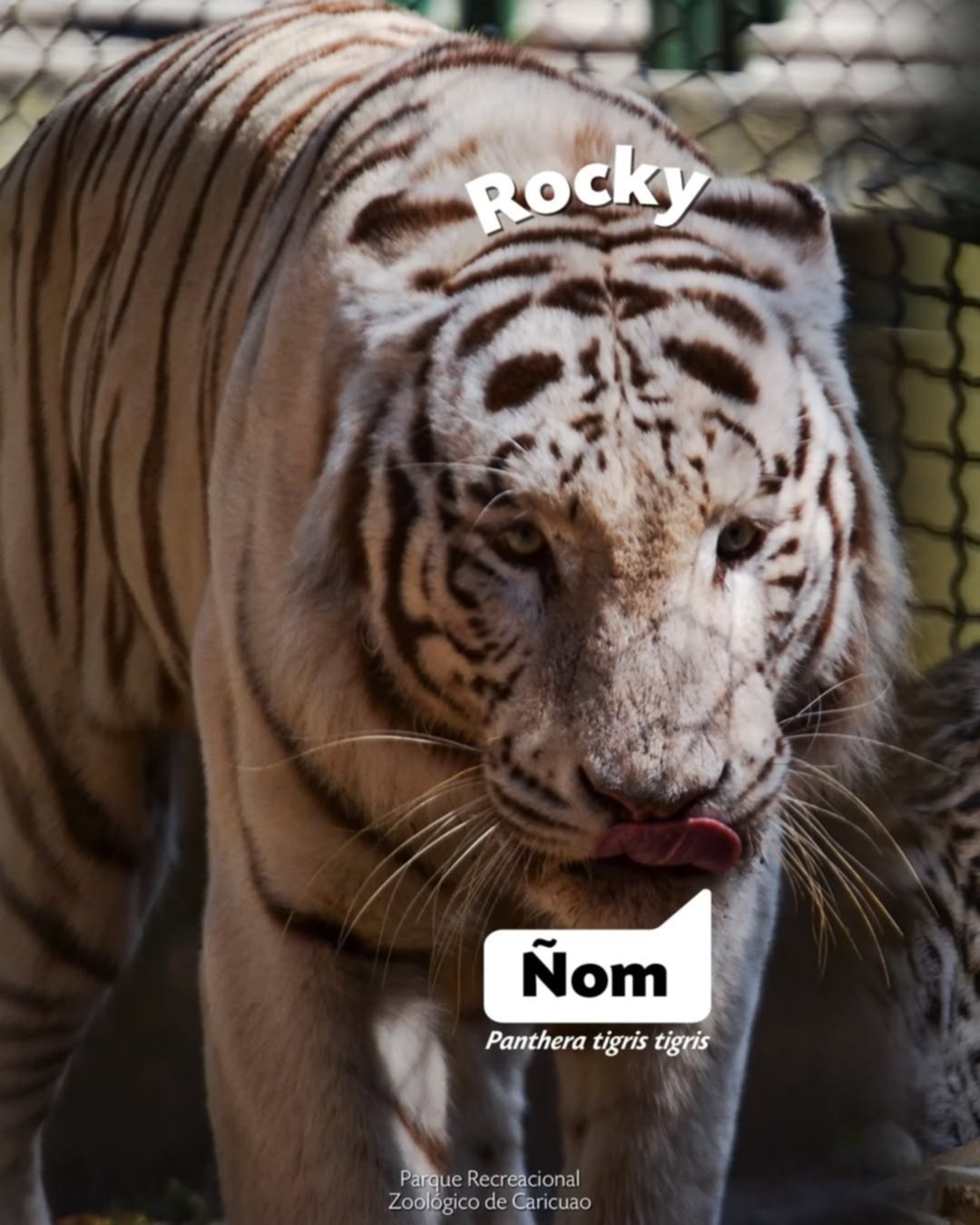 Conoce los nombres de los 10 felinos que se encuentran en los zoológicos de Caracas Conoce los nombres de los 10 felinos que se encuentran en los zoológicos de Caracas