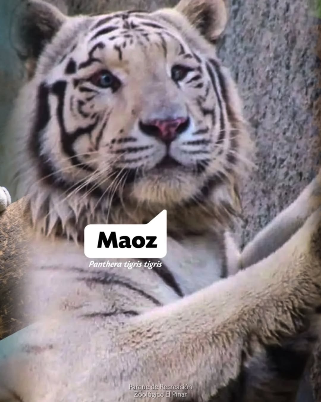 Conoce los nombres de los 10 felinos que se encuentran en los zoológicos de Caracas Conoce los nombres de los 10 felinos que se encuentran en los zoológicos de Caracas