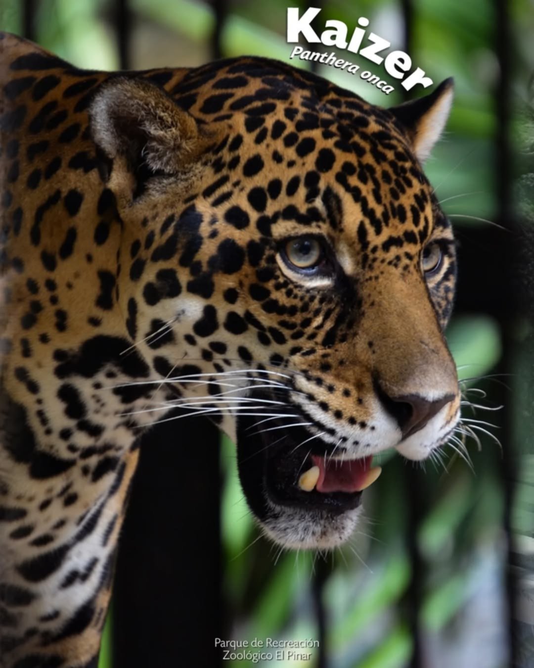 Conoce los nombres de los 10 felinos que se encuentran en los zoológicos de Caracas Conoce los nombres de los 10 felinos que se encuentran en los zoológicos de Caracas