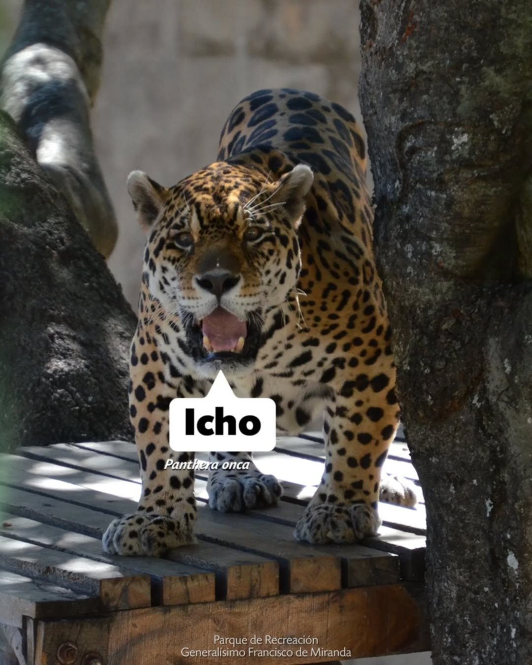 Conoce los nombres de los 10 felinos que se encuentran en los zoológicos de Caracas Conoce los nombres de los 10 felinos que se encuentran en los zoológicos de Caracas