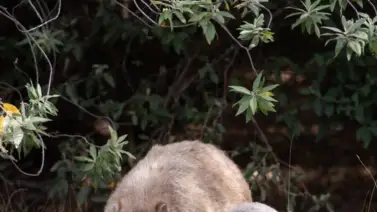 Indignación en Australia: Influencer estadounidense captura una cría de wombat para una foto Indignación en Australia: Influencer estadounidense captura una cría de wombat para una foto