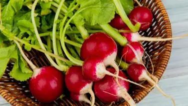 ¿Qué beneficios tiene el rábano para la salud? Esto dice la ciencia ¿Qué beneficios tiene el rábano para la salud? Esto dice la ciencia