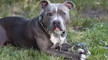 Adulta mayor muere en Ohio tras ser atacada por dos pitbull: los perros estaban bajo efectos de cocaína Adulta mayor muere en Ohio tras ser atacada por dos pitbull: los perros estaban bajo efectos de cocaína