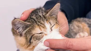 California: Retiran comida para gatos posiblemente contaminada con gripe aviar California: Retiran comida para gatos posiblemente contaminada con gripe aviar