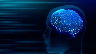 Conoce cuál es el tubérculo que potencia el funcionamiento de la memoria Conoce cuál es el tubérculo que potencia el funcionamiento de la memoria