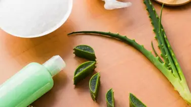 La sábila no solo hidrata la piel, también previene la caspa y la caída del cabello La sábila no solo hidrata la piel, también previene la caspa y la caída del cabello