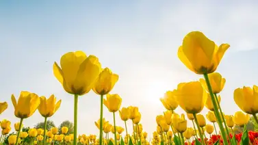 2001online - usa - primavera 2001online - usa - primavera