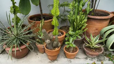 Trucos para quitar las manchas que dejan las macetas en el suelo Trucos para quitar las manchas que dejan las macetas en el suelo