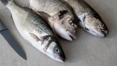 Pescado azul, blanco o semigraso ¿Cuál es más saludable según los expertos? Pescado azul, blanco o semigraso ¿Cuál es más saludable según los expertos?