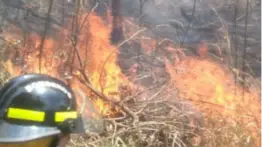 Incendio forestal en Tazón este 01 de marzo: Bomberos difunden imágenes del lugar