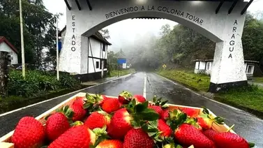 Primer Festival de la Fresa en la Colonia Tovar del 13 al 15 de marzo: habrá degustaciones, charlas y venta de productos frescos Primer Festival de la Fresa en la Colonia Tovar del 13 al 15 de marzo: habrá degustaciones, charlas y venta de productos frescos