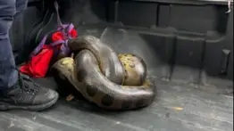Serpiente en la carretera: rescatan una anaconda de gran tamaño en Barinas